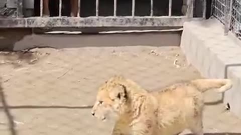 Dog play with little lion