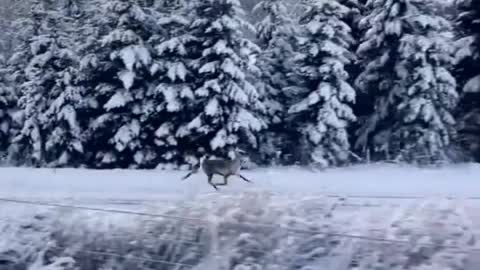 Deer floating on ice
