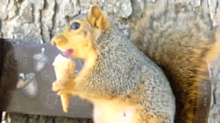 Squirrel Munches on an Ice Cream Cone