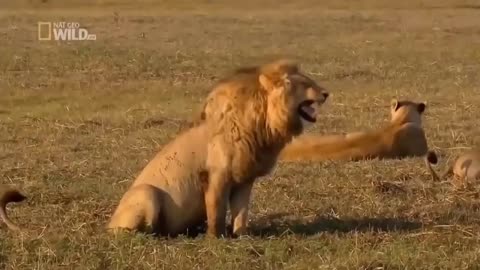 funny lion laughing video-😂😆🤣for youtube video