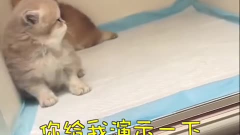 Sweet Cat Protecting His Golden Dog Friend | 【只可爱猫正在保护他的朋友】