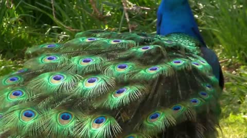 Beautiful Peacock Feathers