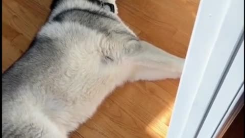 My Husky Goes Nuts !