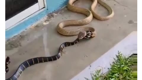 king cobra and nag sweet Viral video short##