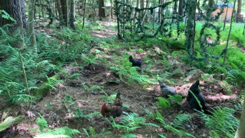 Chickens Working in the Labyrinth
