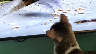 Cat Tries To Catch TV Rat
