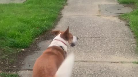 Dog Pushes Crosswalk for Owner