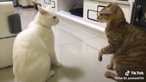 Adorable farm kitten catches his first mouse