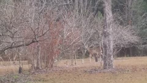 Deer running through the yard