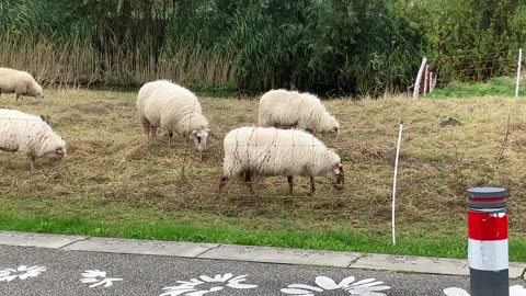 Cute funny sheep eating