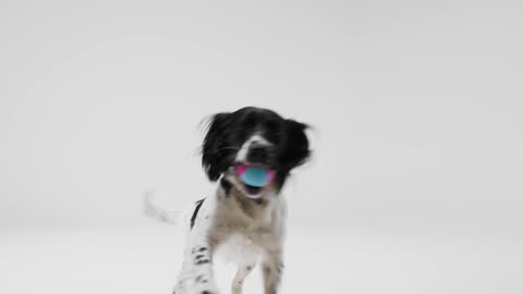 Long Shot of Dog Catching Ball