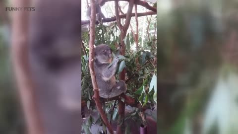 Cute Koalas Playing 🐨 Funny Koala Bears [Funny Pets]