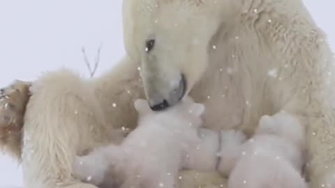 Amazing Polar Bear Nurses Cubs!