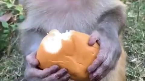 Monkey eat bread
