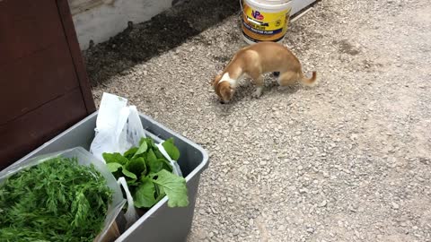 Dallas the Cricket Controller at the Sunfinch Greenhouse