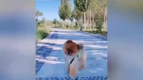 cute pets and funny videos 2021