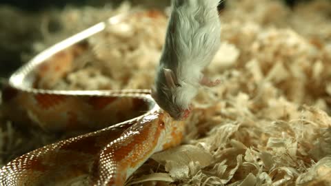 Video slow Snake eating mouse #Snake#Mouse