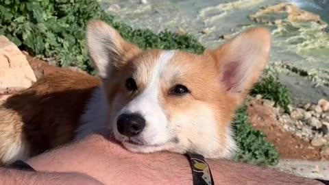 I mean… 🥺🥺 #corgi