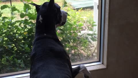 Great Dane and squirrel come face to face