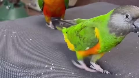 This Talented Parrot Deserves All the Treats! 🦜🎉