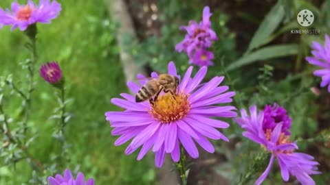 music sleep relax - sound of nature bees in flowers