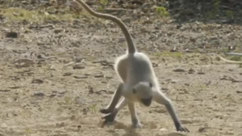 Funniest Monkey Video