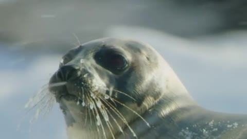 captured a female harp seal sleeping during a snowstorm in the Gulf of Saint Lawrence