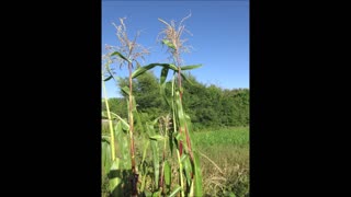 Mild Flavor Purple Colored Corn Sept 2022