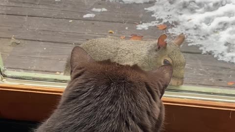 Cat Tries Playing with Squirrel Through Glass