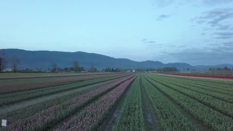 Drone footage captures acres of gorgeous blooming tulips