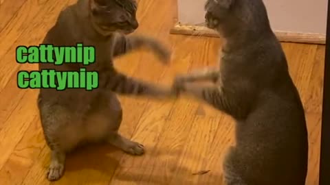 Funny kitty hand jive