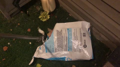 A Stranger Makes Its Home In A Cat Food Bag