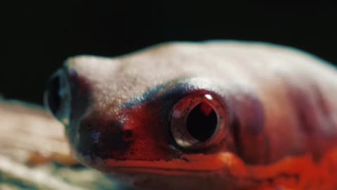 Red frog on a log 2021