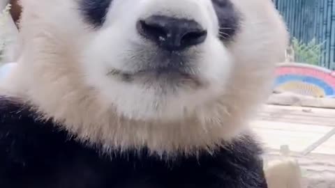 Panda Panda~ Cutie Panda