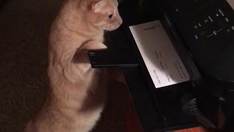 Sneaky Cat Steals Fresh Paper Straight From The Printer