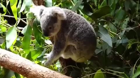 look these loves these koala