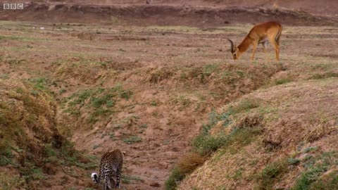 lion attack in video