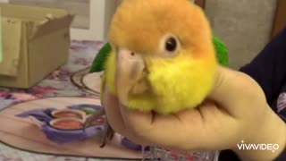 Parrot Bijou loves to lie in the hand and to be petted