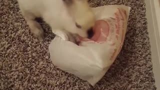 White bunny chews plastic bag and tries to hop away with it