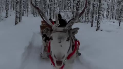 Lapland, Finland 📍❄️ Have You Ever Experienced This? 😍🦌