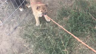 Tug-a-war help