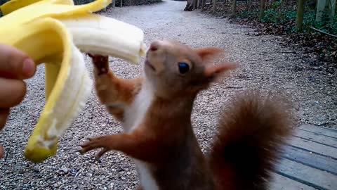 Hungry Squirrel Adorably Eating Banana