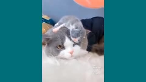 Funny😂😂 cat 🐱 mother playing her little kitten #01