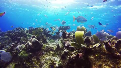 4K-_The_most_beautiful_coral_reefs_and_undersea_on_earth(480p)2022