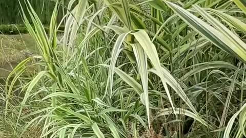 Water plants by the river