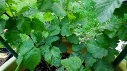 Here come the blackberries!