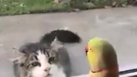 cat and parrot best video