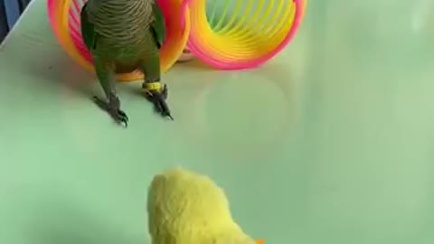 Cut Baby Smart Parrot Video