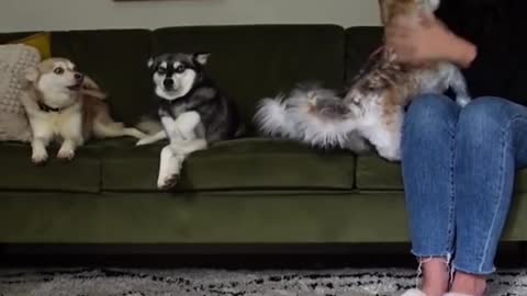 DRAMATIC Mini Husky Has MELTDOWN When Toy Dog Gets More Attention