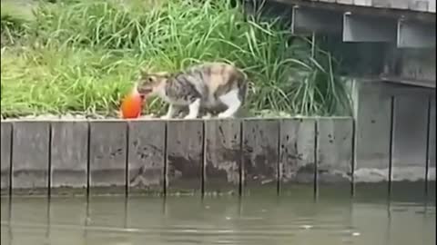 fisherman cat BR